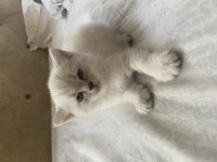 British Shorthair British Blue Point Yavruları 1 aylık