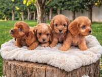 Çok Kıymetli Cavapoo Bebekler
