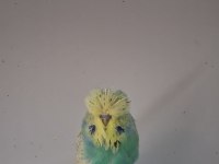 Show Jumbo Erkek Muhabbet Kuşları