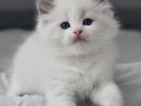 Türkiye'nin En Değerli Kedisi Ragdoll