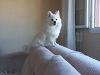 1 Yaşında erkek pomeranian