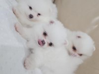 Snow White Pomeranian Boo Dişi Ve Erkekler