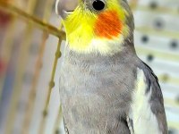 Fethiye sultan papağanları