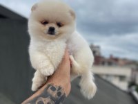 Pomeranian boo