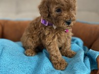 ANNE ALTINDAN TUVALET TERBİYELİ EN MİNİ BOY POODLE BEBEKLER
