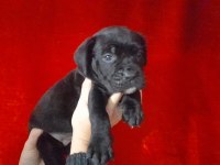 Cane corso 2 aylık