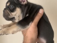 Fransız buldog