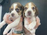 Beagle yavrularımız
