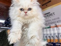 EGZOTİK İRAN KEDİSİ YAVRULARIMIZ