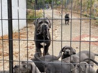 DEV CANE CORSO YAVRULARI