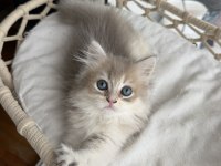 Rusya kanı üst sınıf british longhair