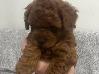 Toy poodle köpekleri