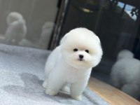 Sağlık Ve Irk Garantili Pomeranian