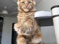 Türkiyede nadir ırk maine coon yavrularımız