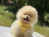 POMERANİAN