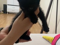 1 aylık yavru kedimiz