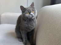 Gri British shorthair cinsi kedimize yeni yuva arıyoruz