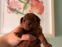 Kore Teacup Ve Toy Poodle Yavruları