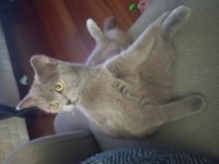 Eşyalarıyla 8 aylık dişi british shorthair