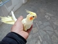7 aylık lutino sultan papağanı