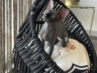 Sphynx sfenks bebekler