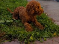 YETİŞKİN POODLE