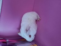 Sheltie guinea pig yavrumuz