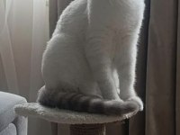 British Shorthair Pamuk Prens