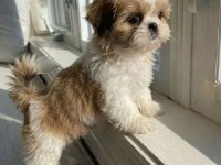 Mükemmel Kalite Shih Tzu Uygun İsteyene