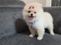 5 Aylık Pomeranian Köpekler