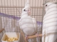 Albino sultan papağanı takımlar