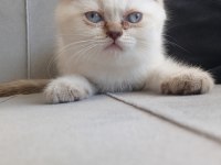 7 haftalık british shorthair
