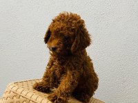 Toy poodle yavruları orijinal