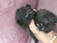 Dişi kedi yavruları birlikte scottish fold