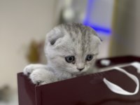 Uygun puanlı pamuk şeker scottish fold