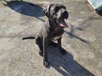 Cane corso blue 4.5 aylık renkli göz erkek