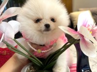 Sevgiye Muhtaç Minik Yavru Pomeranian Köpekler!