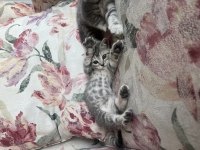 Scottish Fold British Shorthair Yavrular