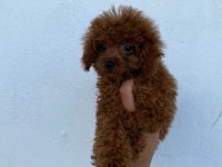 Kore Toy Poodle 3,5 Aylık
