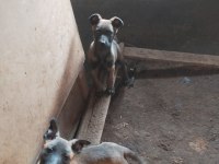 Safkan Belçika Kurdu