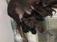 Doberman yavrusu