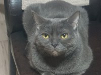 British Shorthair Paticikler