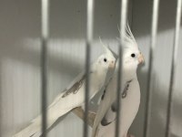 Albino ve heawy sultan papağanı takımlar