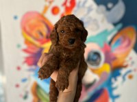 TÜRKİYE GENELİ 81 İLE GÖNDERİM TOY POODLE