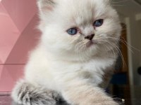 EŞSİZ GÜZELLİKTE BRITISH LONGHAIR YAVRULARIM