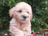 Toy poodle ayarında maltipoo bebekler