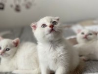 Yeni doğan yavrularımız yuvasını arıyor scottish fold