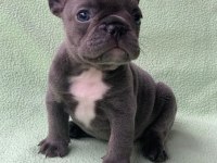 FRENCH BULLDOG YAVRULARI