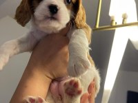 Evde en bakılabilecek ırk cavalier king charles
