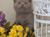 BRİTİSH SHORTHAİR BEBEKLER